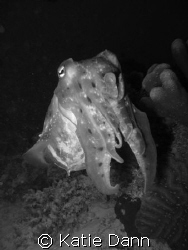 Cuttlefish, taken with Canon G9 by Katie Dann 